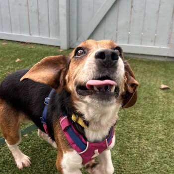 Beagle and Basset Hound Dogs Available for Adoption in Troy, Virginia - Sheldon | PetCurious