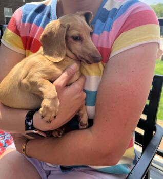 Rescue Dachshund Dogs for Adoption in Sioux Falls, South Dakota - Brie | PetCurious