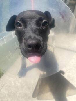 Millie -  Terrier and Mixed Breed Dog for Adoption in Gainesville, Florida - Millie | PetCurious