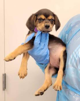 Chihuahua and Mixed Breed Dogs Available for Adoption in Chillicothe, Ohio - Snow White | PetCurious
