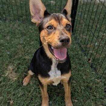 Dixie -  Australian Cattle Dog Blue Heeler and Boston Terrier Dog for Adoption in Krum, Texas - Dixie | PetCurious