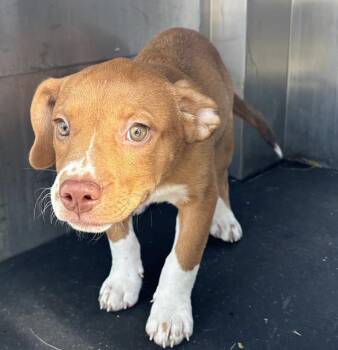 MATT -  American Staffordshire Terrier and Mixed Breed Dog for Adoption in Grand Prairie, Texas - MATT | PetCurious