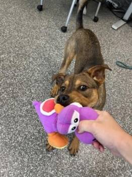 Sasha -  German Shepherd Dog and Mixed Breed Dog for Adoption in Westland, Michigan - Sasha | PetCurious