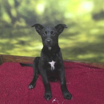 Shepherd Dogs Available for Adoption - Darius | PetCurious