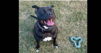 Rescue Labrador Retriever and American Staffordshire Terrier Dogs for Adoption in Richmond, Texas - TIFFANI | PetCurious