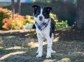 Daryl -  Border Collie and Mixed Breed Dog for Adoption in Portland, Oregon - Daryl | PetCurious