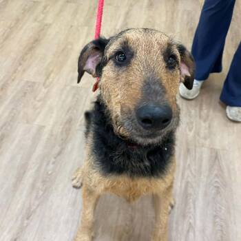 Grace -  Airedale Terrier Dog for Adoption in Charlottesville, Virginia - Grace | PetCurious