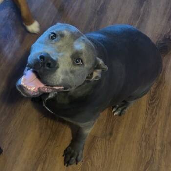 Rescue Pit Bull Terrier Dogs for Adoption in East St. Louis, Illinois - Cocoa Bean | PetCurious