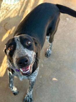 Azul -  Cattle Dog and Mixed Breed Dog for Adoption in Morton Grove, Illinois - Azul | PetCurious