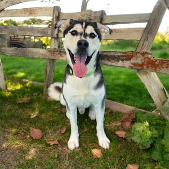 Rescue Siberian Husky Dogs for Adoption in Kenedy, Texas - Pat Hull | PetCurious