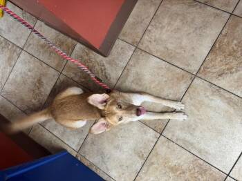 Amy Jay -  Mixed Breed Dog for Adoption in Cincinnati, Ohio - Amy Jay | PetCurious