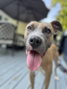 Terrier Dogs Available for Adoption in Herndon, Virginia - Luna FOSTER HOME NEEDED | PetCurious