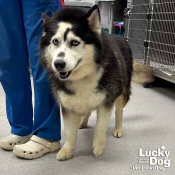 Catalina -  Husky Dog for Adoption in Washington, District Of Columbia - Catalina | PetCurious