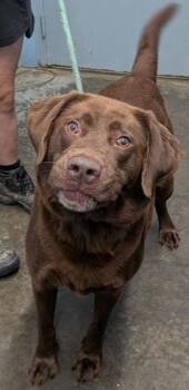 Clark -  Labrador Retriever Dog for Adoption in Evansville, Indiana - Clark | PetCurious