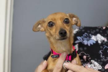 Little Foot -  Chihuahua and Dachshund Dog for Adoption in Mountain Home, Arkansas - Little Foot | PetCurious