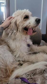 Great Pyrenees and Poodle Dogs Available for Adoption - Tess | PetCurious