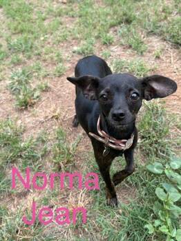 Norma Jean -  Chihuahua and Mixed Breed Dog for Adoption in Zimmerman, Minnesota - Norma Jean | PetCurious