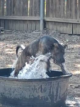 Bree -  Dutch Shepherd Dog for Adoption in Joshua, Texas - Bree | PetCurious