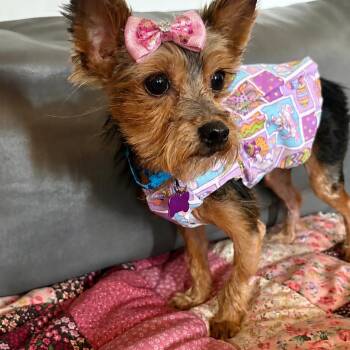 Ruby aka Little Miss Firecracker -  Yorkshire Terrier Dog for Adoption in Gulfport, Mississippi - Ruby Aka Little Miss Firecracker | PetCurious