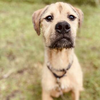 Astro -  Airedale Terrier Dog for Adoption in Sarasota, Florida - Astro | PetCurious
