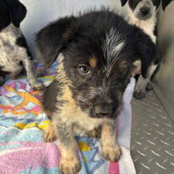 HE-HAW -  Mixed Breed Dog for Adoption in Greensboro, North Carolina - HE-HAW | PetCurious