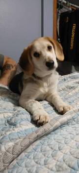 Mixed Breed Dogs Available for Adoption in Kenosha, Wisconsin - Steven | PetCurious