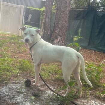Woody -  Mixed Breed Dog for Adoption - Woody | PetCurious