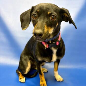 Chihuahua and Dachshund Dogs Available for Adoption - 231 (2026) Brie | PetCurious