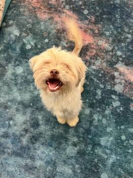 Shih Tzu Dogs Available for Adoption - CC | PetCurious
