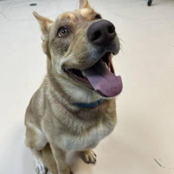 Rooti Tooti -  Mixed Breed Dog for Adoption in State College, Pennsylvania - Rooti Tooti | PetCurious