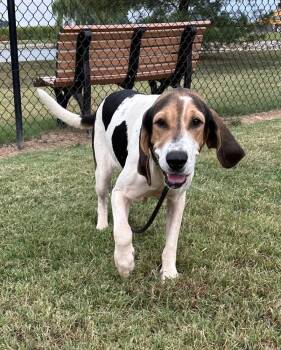 Rescue Coonhound Dogs for Adoption in Evansville, Indiana - Cindy Lou | PetCurious