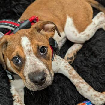 Hound Dogs Available for Adoption in Wando, South Carolina - Meadow | PetCurious