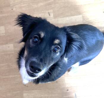 Luka -  Australian Shepherd and Border Collie Dog for Adoption in Mount Airy, North Carolina - Luka | PetCurious