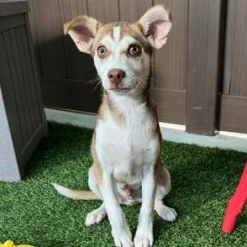 Husky and Mixed Breed Dogs Available for Adoption in Bradenton, Florida - Hopper | PetCurious