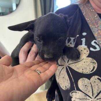 Chili -  Border Collie and Dachshund Dog for Adoption in Sacramento, California - Chili | PetCurious