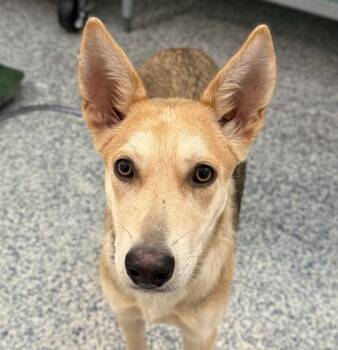 German Shepherd Dog Dogs Available for Adoption in Golden, Colorado - Snow | PetCurious