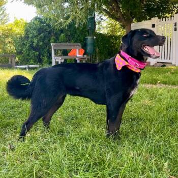Sally -  Labrador Retriever and Border Collie Dog for Adoption in Logan, Utah - Sally | PetCurious
