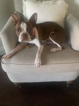 Rescue Boston Terrier Dogs for Adoption in Scottsdale, Arizona - Brinkley | PetCurious