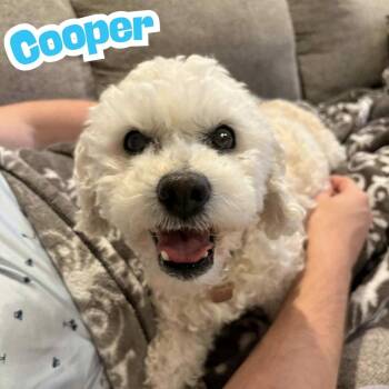 Rescue Cockapoo Dogs for Adoption in Riverview, Florida - Cooper *Sweetest Super Senior* | PetCurious