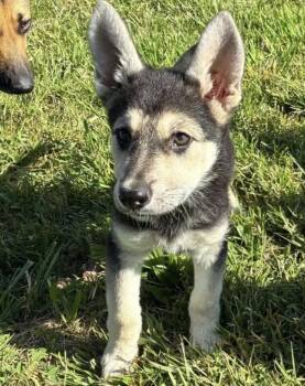 German Shepherd Dog Dogs Available for Adoption in Davis, California - Juneau | PetCurious