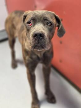 BLUEBERRY LOVE -  Cane Corso Dog for Adoption in Las Vegas, Nevada - BLUEBERRY LOVE | PetCurious