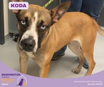 Australian Shepherd and Husky Dogs Available for Adoption in Eighty Four, Pennsylvania - Koda  | PetCurious