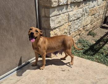 Charlotte -  Mixed Breed Dog for Adoption in Schertz, Texas - Charlotte | PetCurious