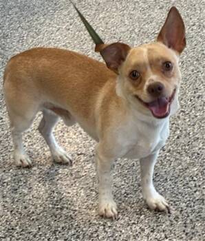 Chihuahua Dogs Available for Adoption in Palmetto, Florida - TOTO | PetCurious