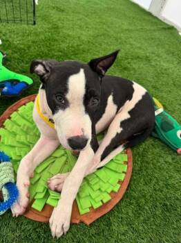 Cowboy -  Mixed Breed Dog for Adoption in North Miami Beach, Florida - Cowboy | PetCurious