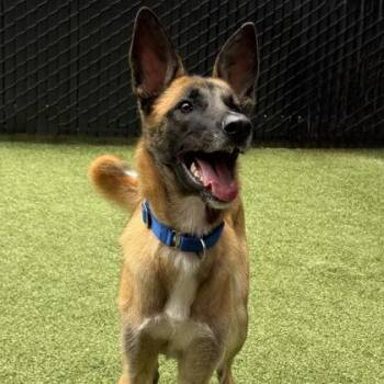 Atticus -  German Shepherd Dog and Mixed Breed Dog for Adoption in Bellevue, Washington - Atticus | PetCurious