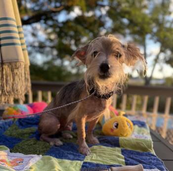 Stitch -  Chinese Crested Dog Dog for Adoption - Stitch | PetCurious