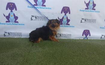 Chihuahua and Mixed Breed Dogs Available for Adoption in Orlando, Florida - PINTICO | PetCurious