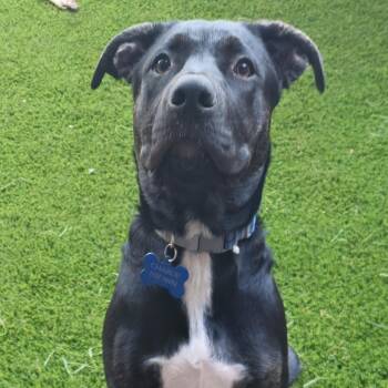 Charlie Brown -  Black Labrador Retriever and German Shepherd Dog Dog for Adoption in Santa Monica, California - Charlie Brown | PetCurious