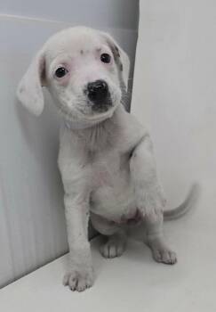 Australian Cattle Dog Blue Heeler and Australian Shepherd Dogs Available for Adoption - Felicity | PetCurious